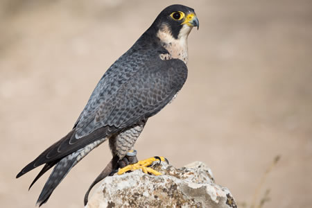 HALCÓN PEREGRINO (Falco peregrinus)